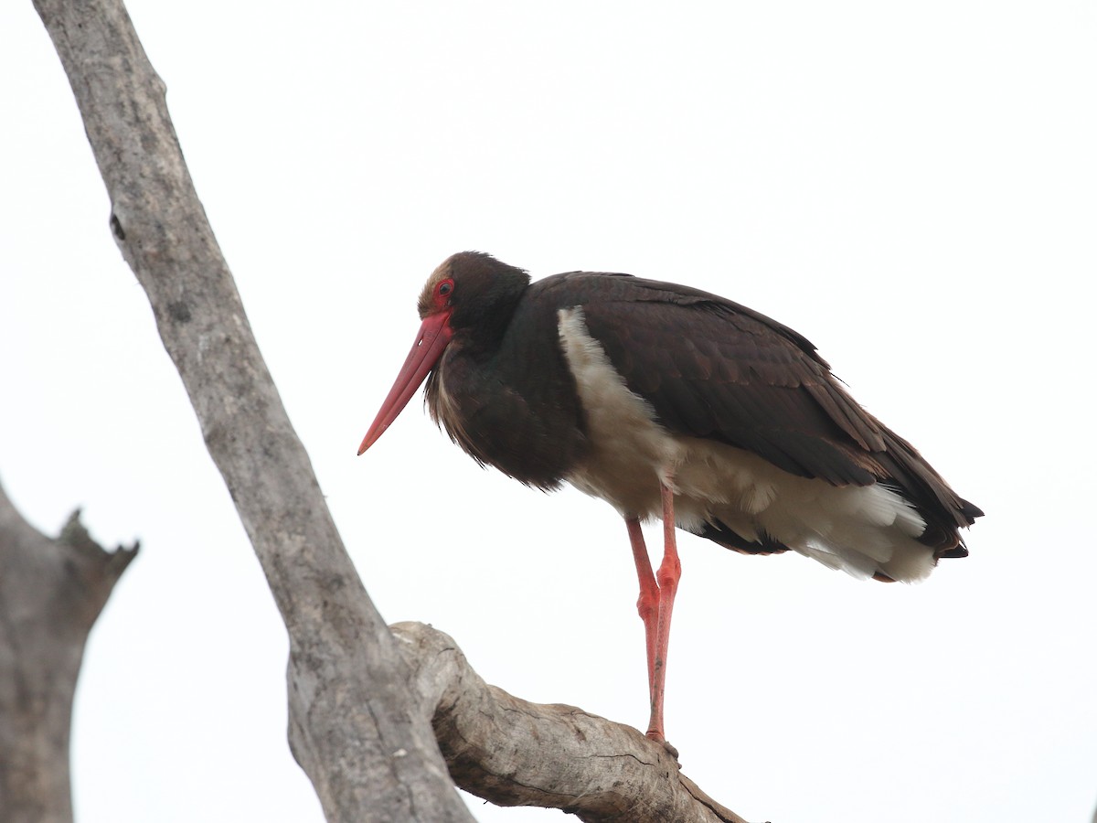 Black Stork - Keith Valentine