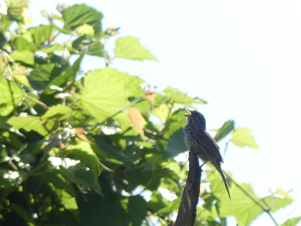 Song Sparrow - ML619736152