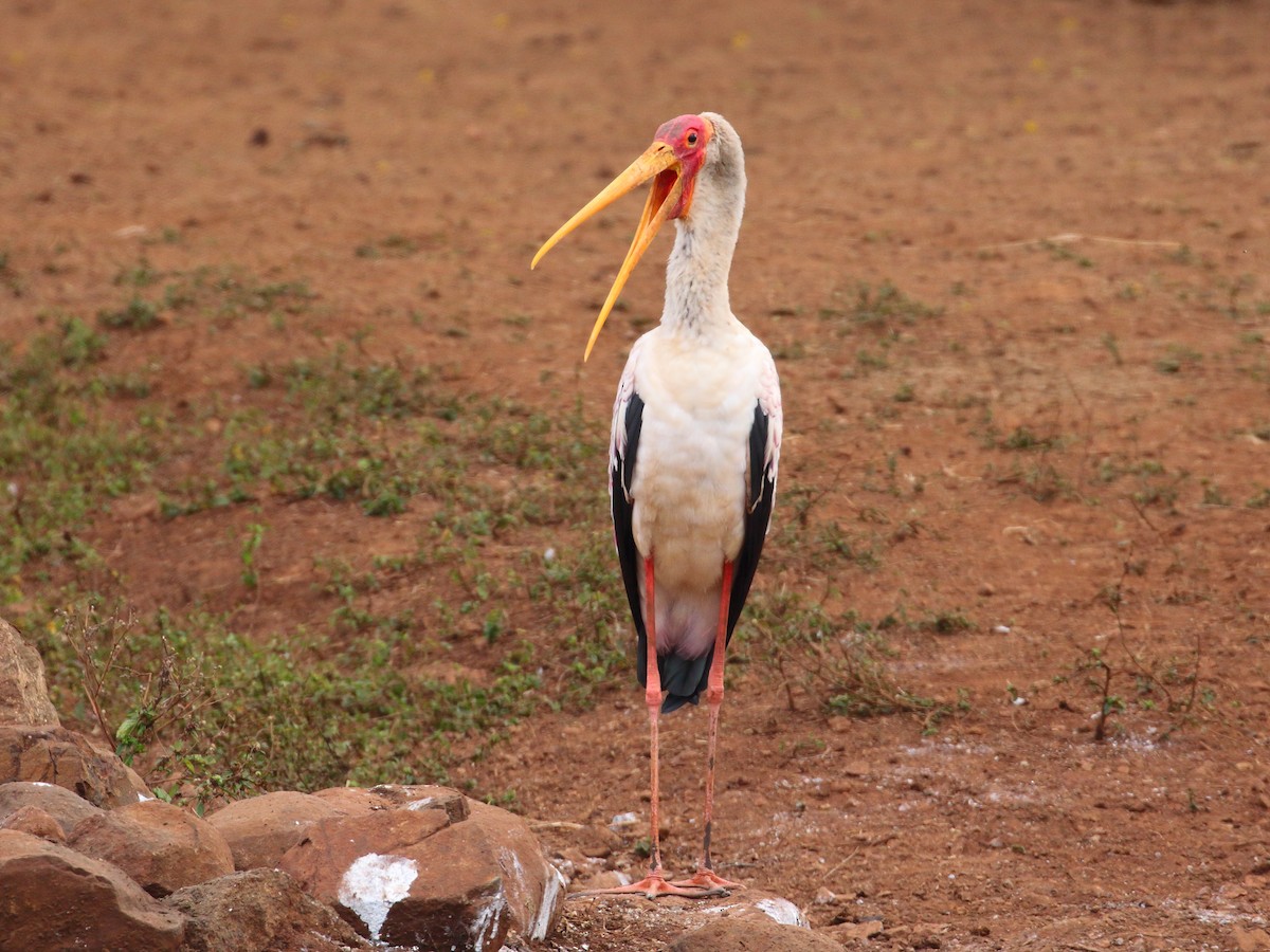 Yellow-billed Stork - ML619736158