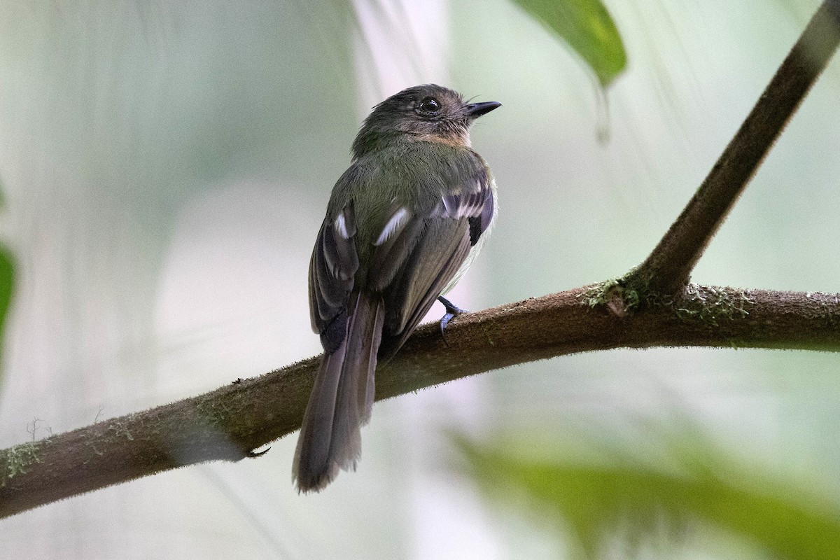 Rufous-breasted Flycatcher - Ryan Shaw