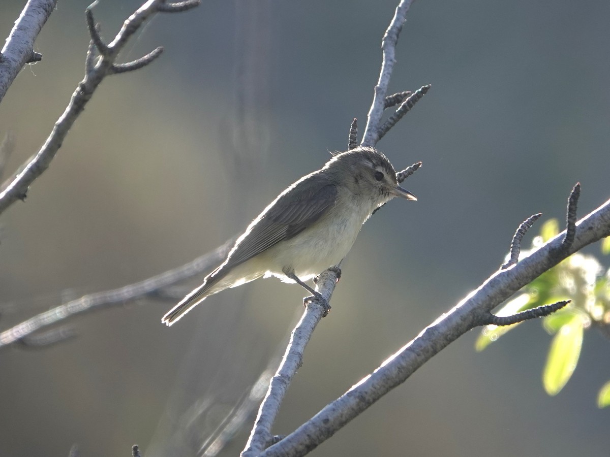 Warbling Vireo - ML619736178