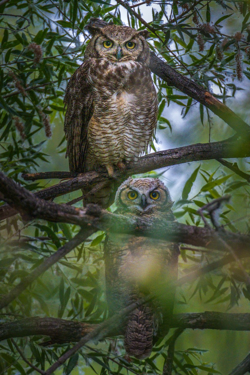 Great Horned Owl - ML619736195