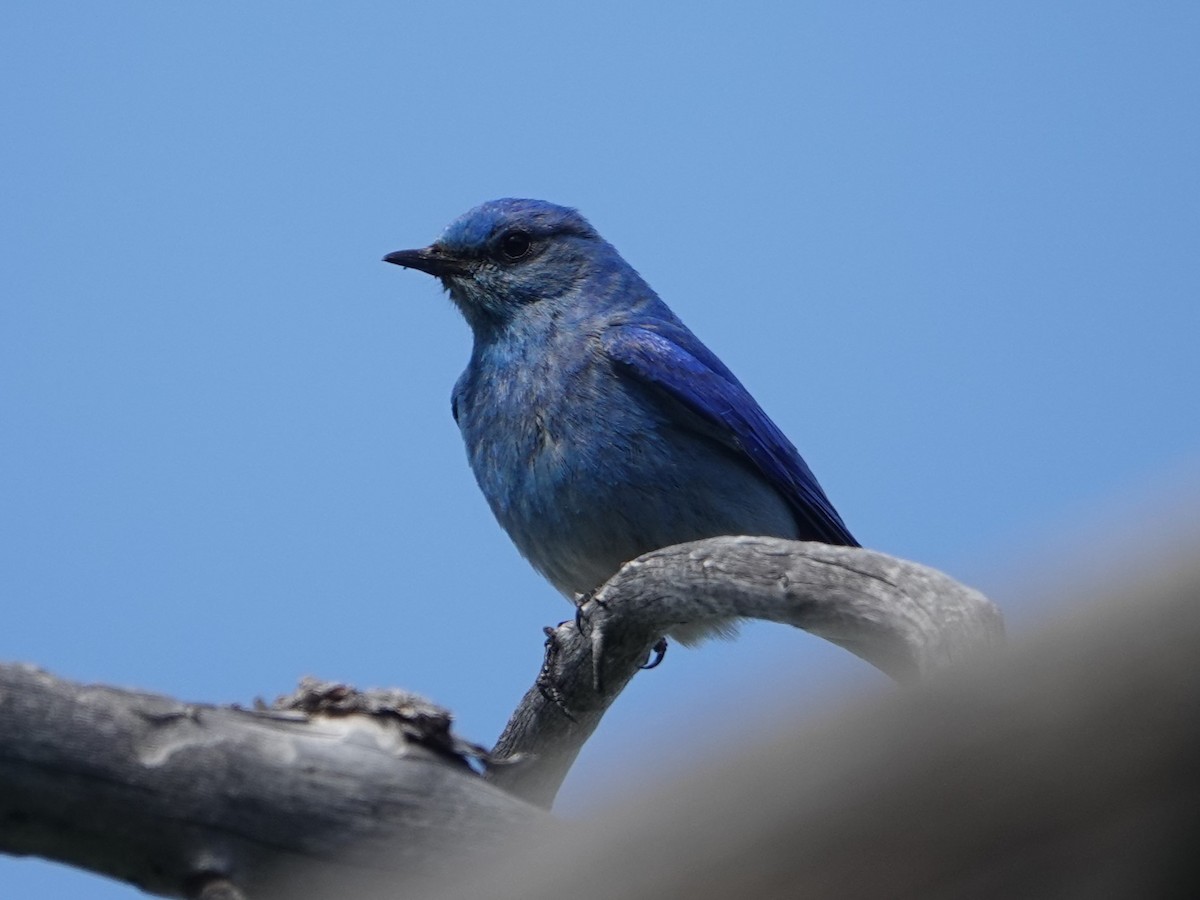 Mountain Bluebird - ML619736199