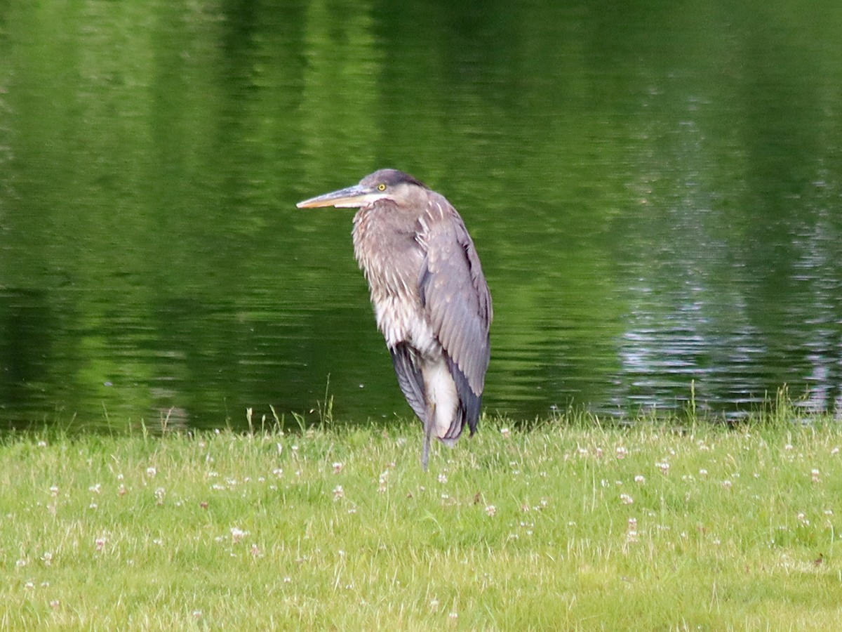 Great Blue Heron - ML619736219