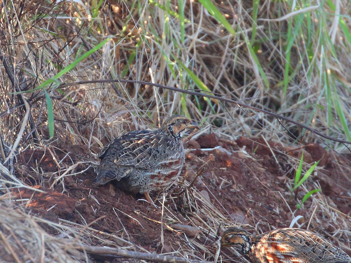 Francolin de Shelley - ML619736228