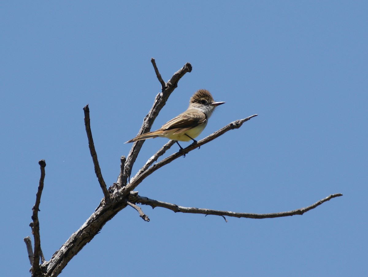 Brown-crested Flycatcher - ML619736250