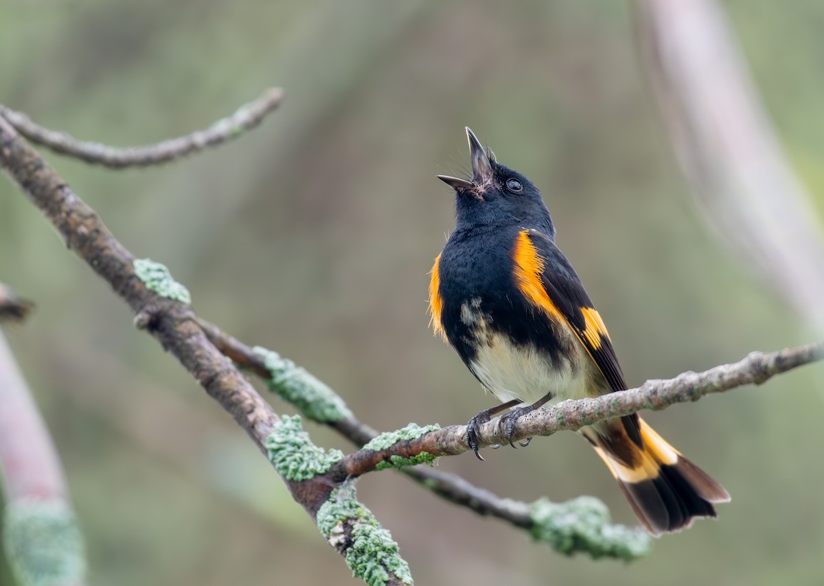 American Redstart - ML619736299