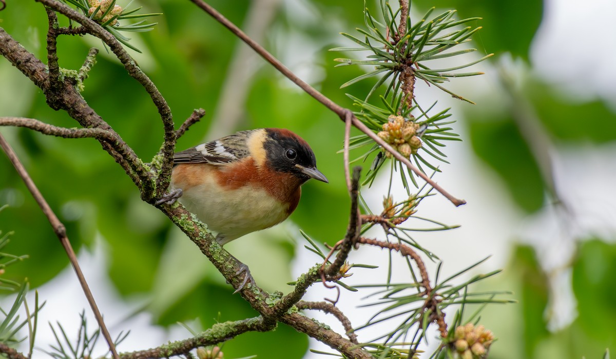 Bay-breasted Warbler - ML619736312