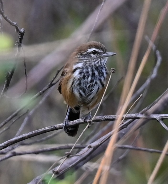 Rusty-backed Antwren - ML619736314