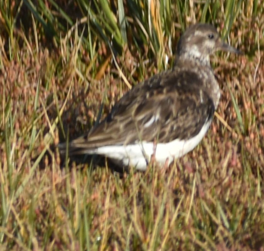 Ruddy Turnstone - Sally Anderson