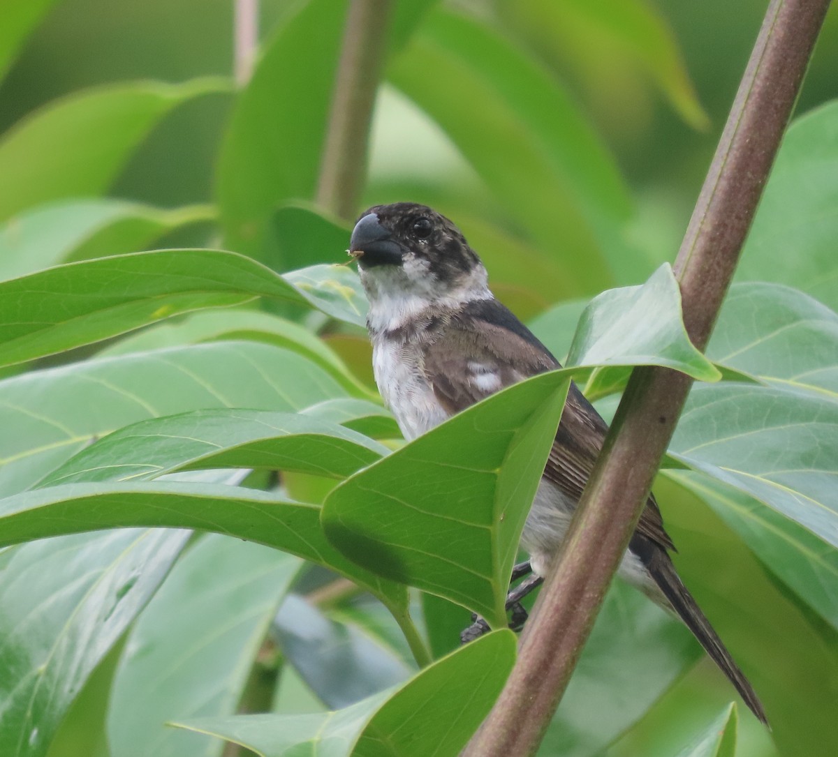 Wing-barred Seedeater - ML619736361