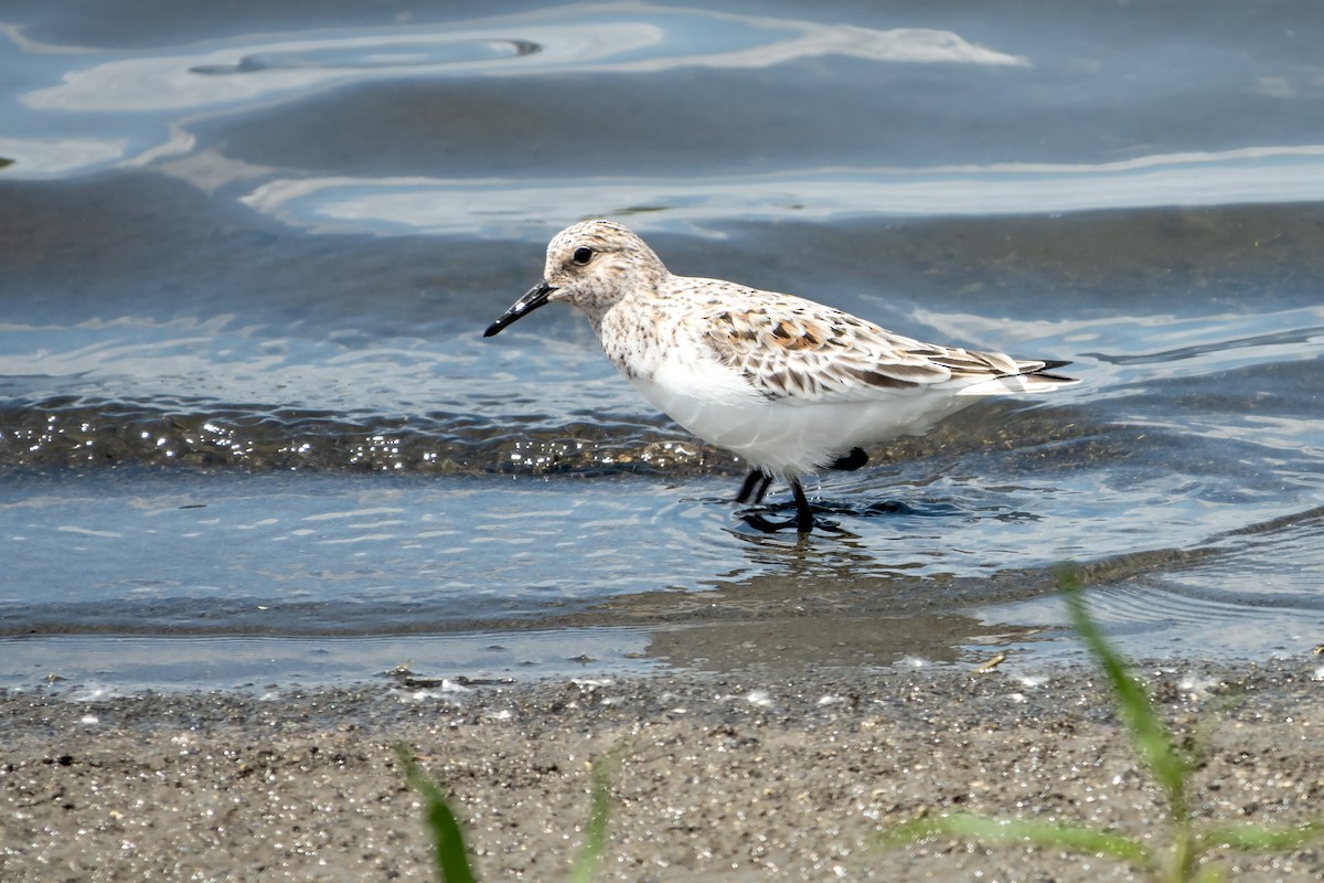 Sanderling - ML619736363