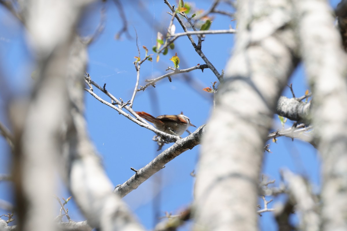 Stripe-crowned Spinetail - ML619736379