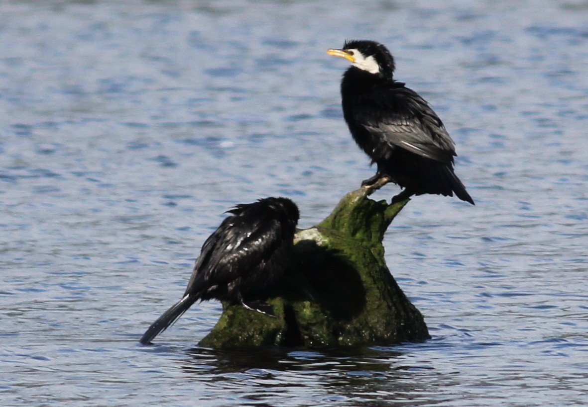 Little Pied Cormorant - ML61973641