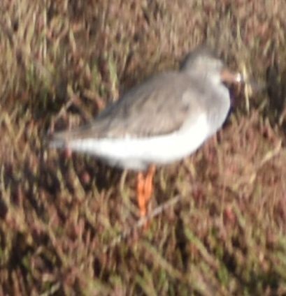 Common Redshank - ML619736425