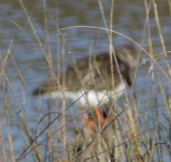 Ruddy Turnstone - ML619736431