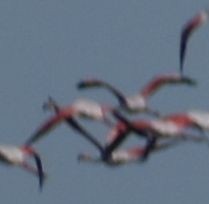 Greater Flamingo - ML619736438