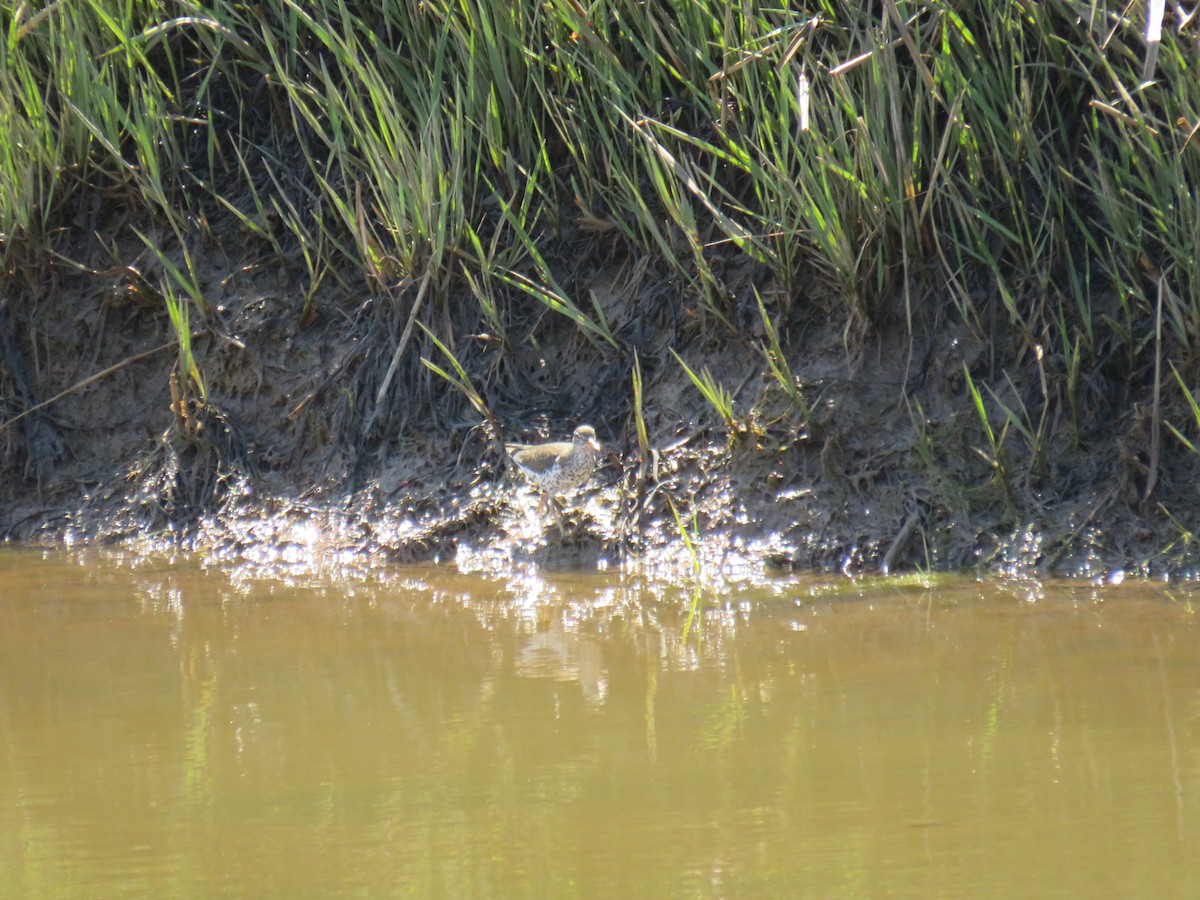 Spotted Sandpiper - ML619736459