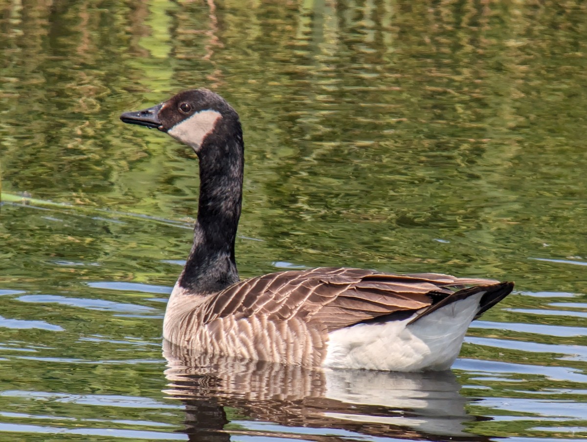 Canada Goose - ML619736475