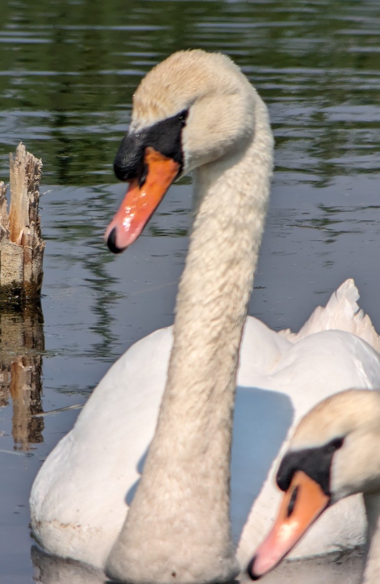 Mute Swan - ML619736478