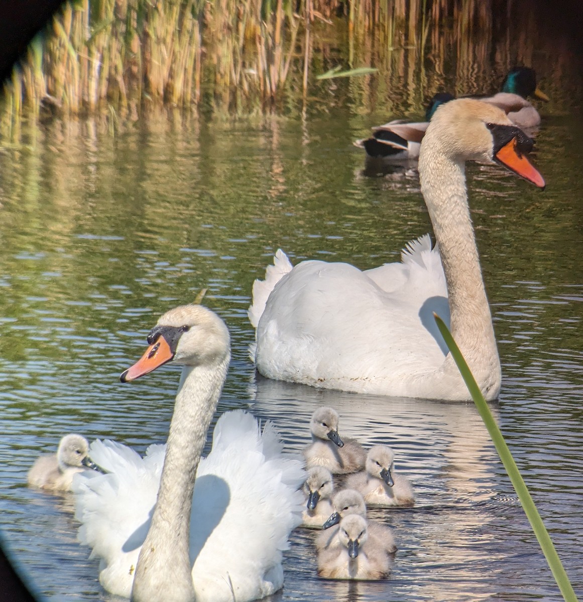 Mute Swan - ML619736486