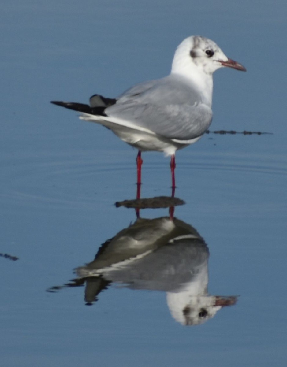 Black-headed Gull - ML619736510