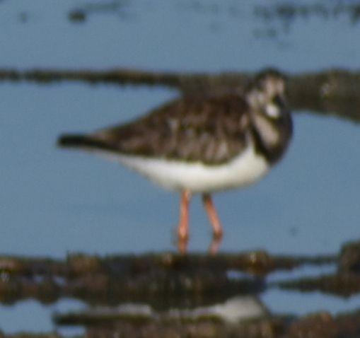 Ruddy Turnstone - ML619736524