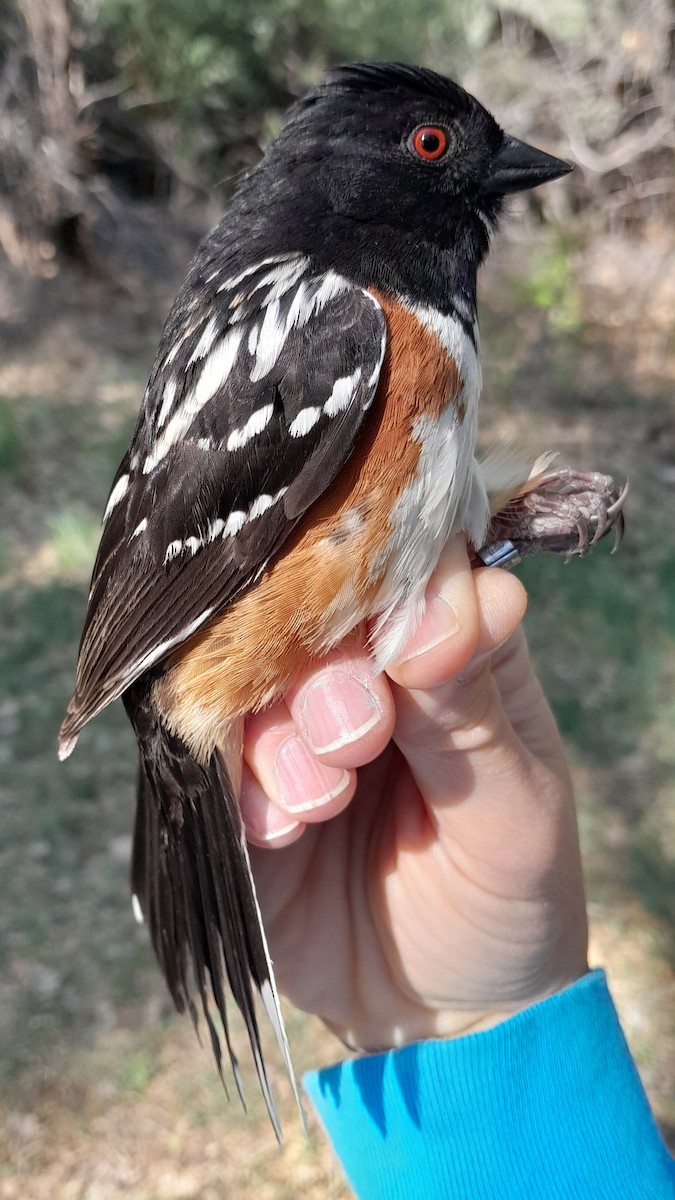 Spotted Towhee - ML619736526