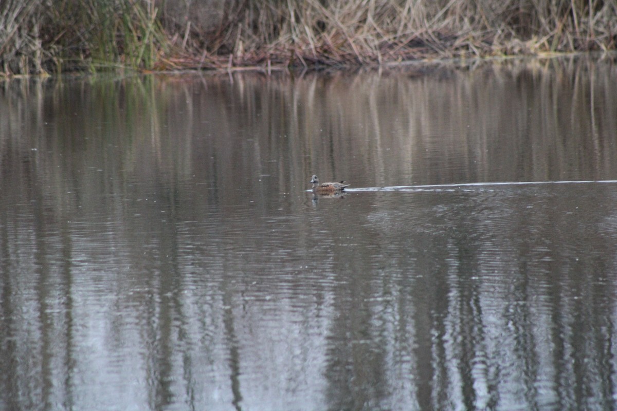 American Wigeon - ML619736528