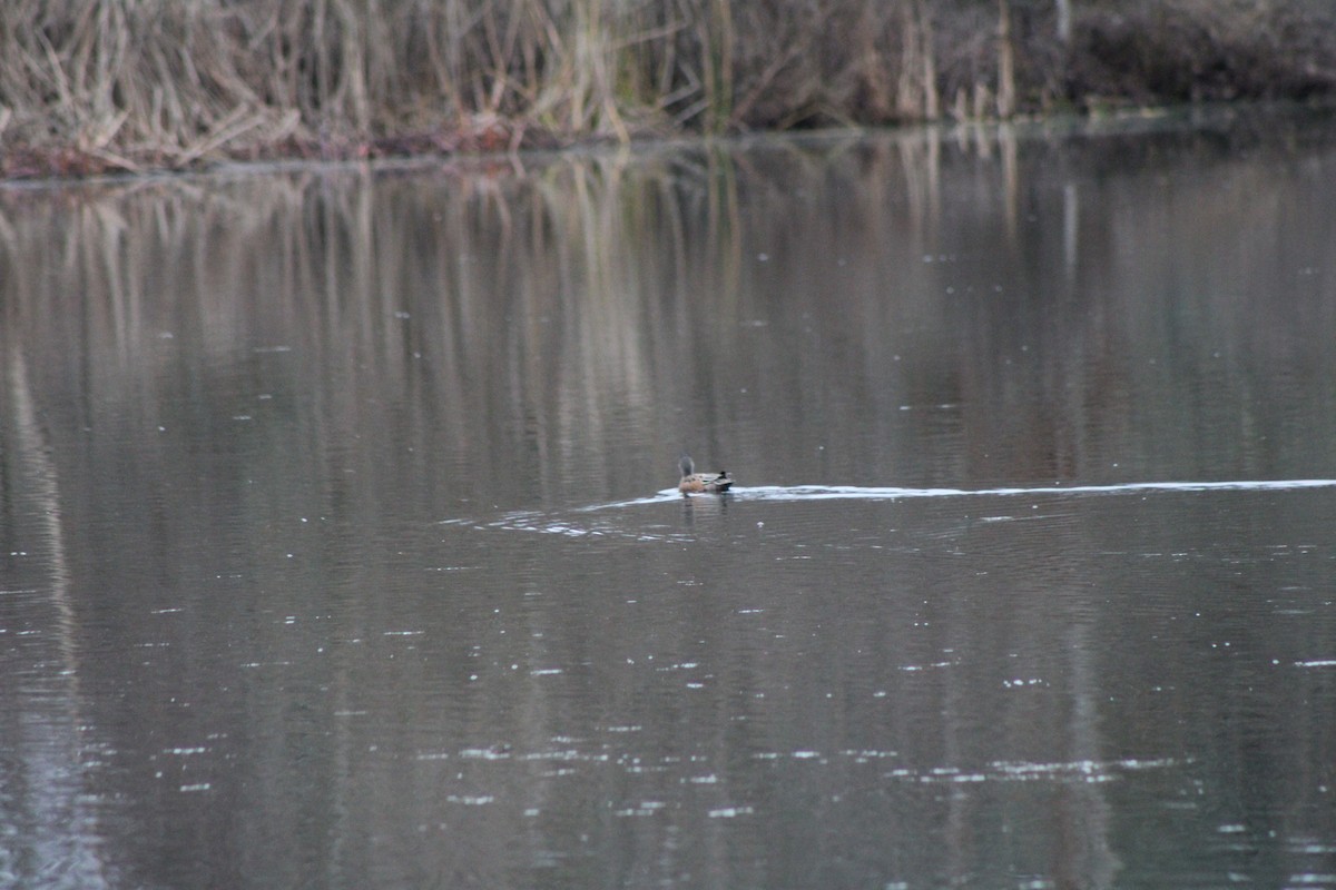 American Wigeon - ML619736529