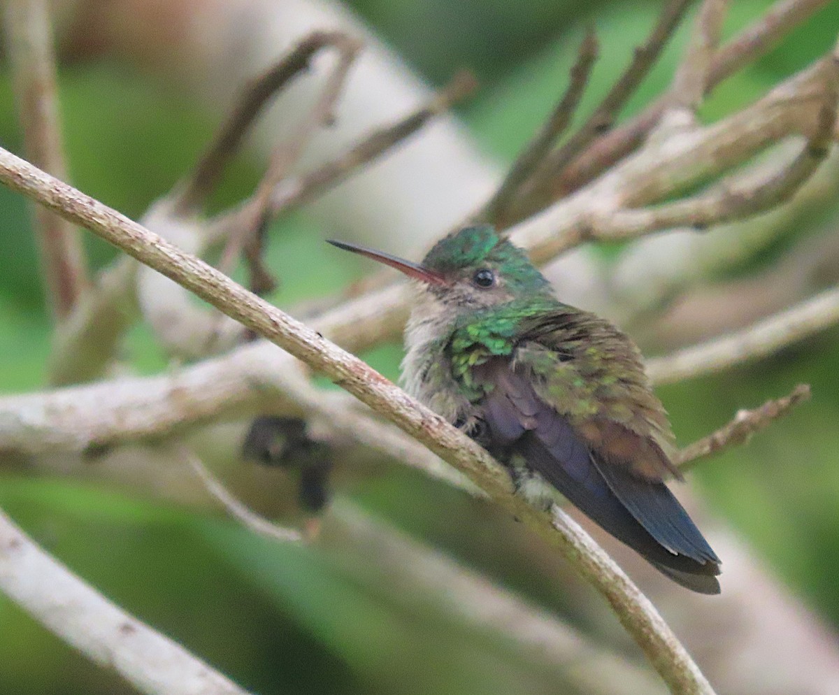 White-chinned Sapphire - ML619736532