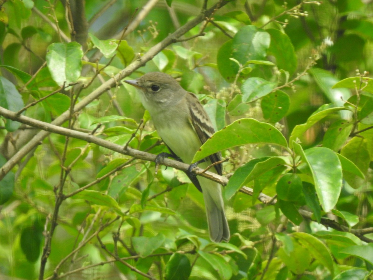 Alder/Willow Flycatcher (Traill's Flycatcher) - ML619736549