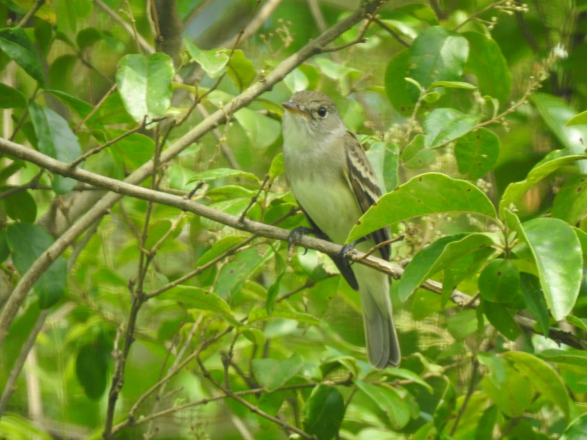 Alder/Willow Flycatcher (Traill's Flycatcher) - ML619736560