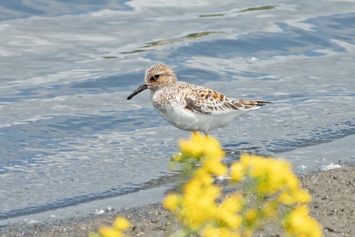 Sanderling - ML619736566