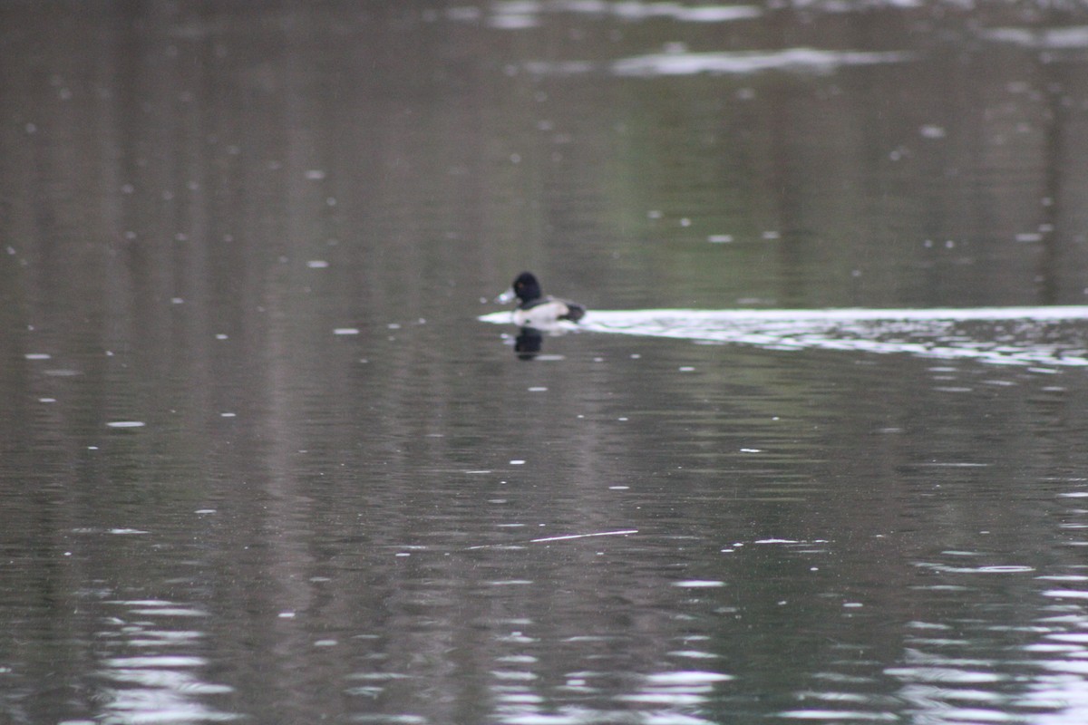 Lesser Scaup - Jared Ganeles