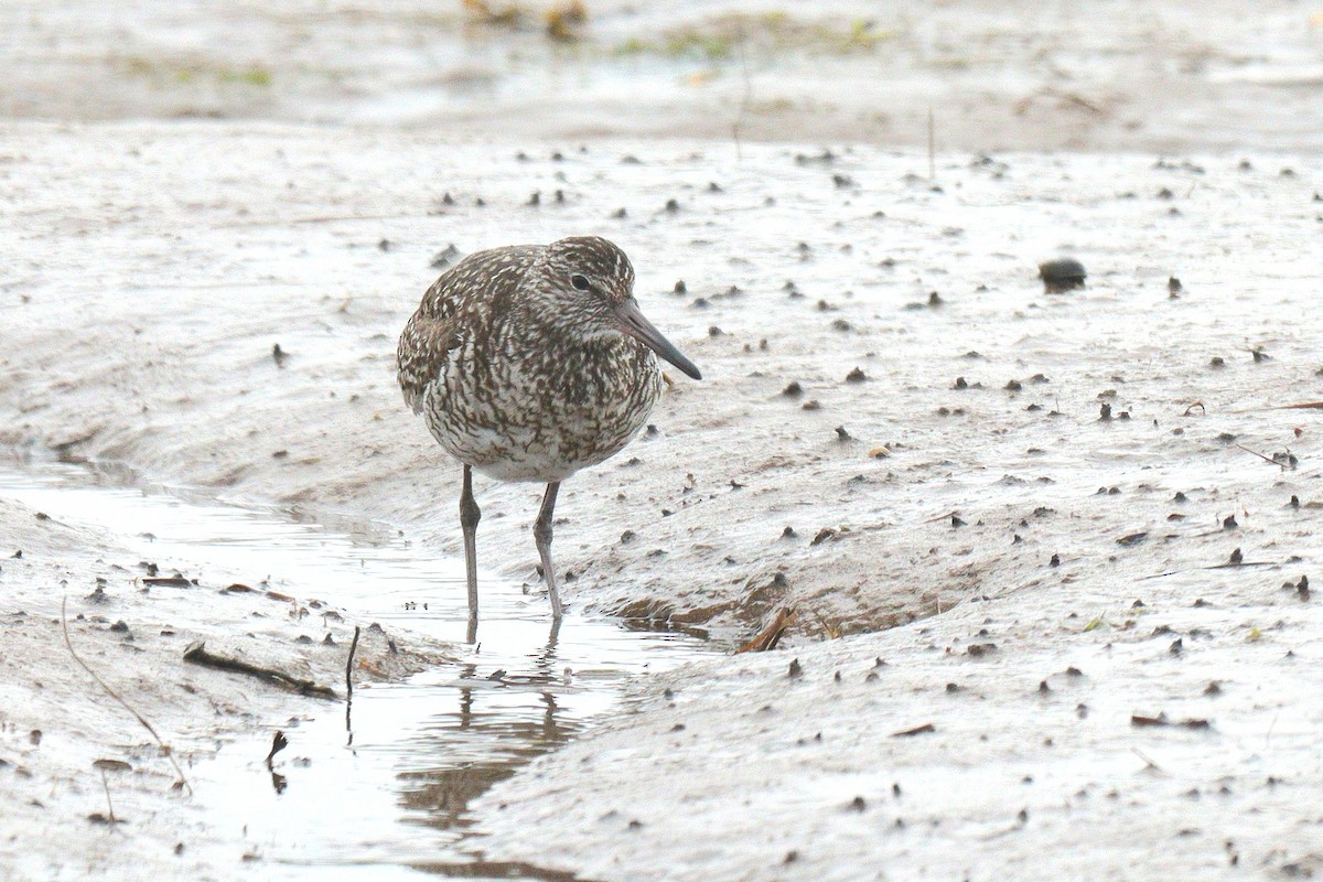 vodouš břehoušovitý (ssp. semipalmata) - ML619736585