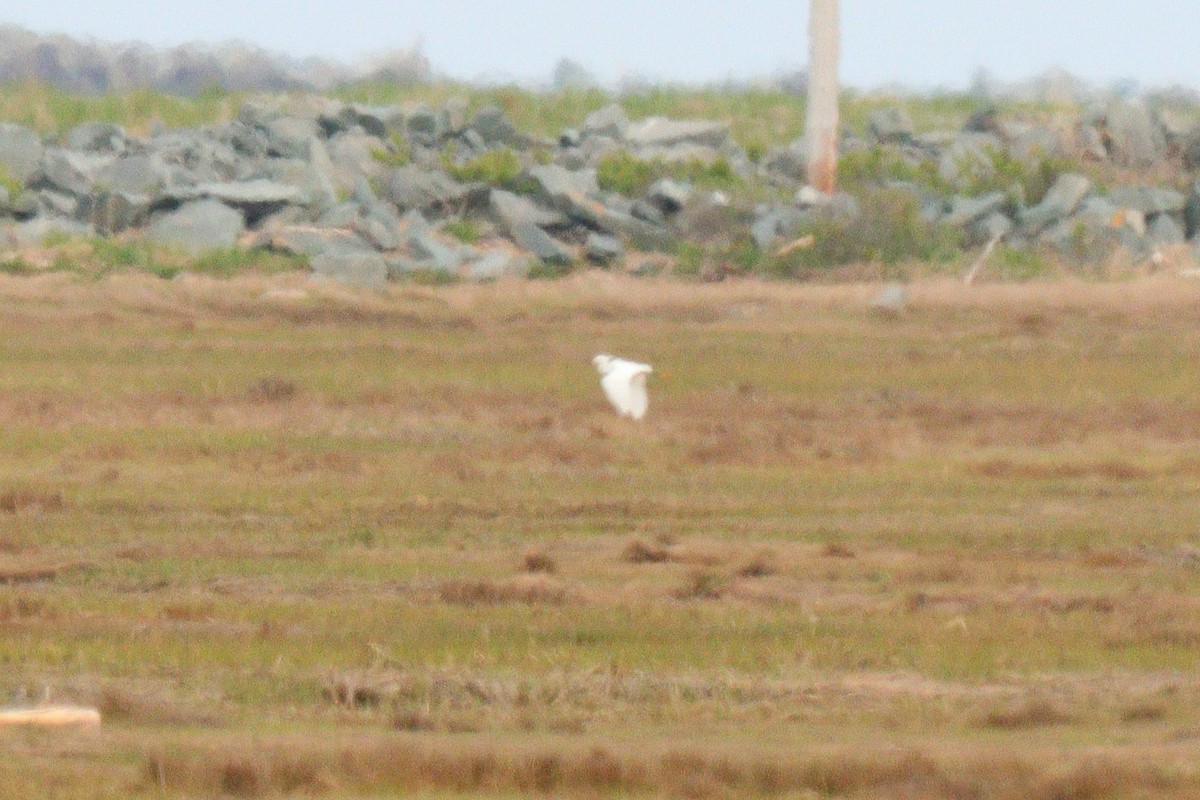 Snowy Egret - ML619736588
