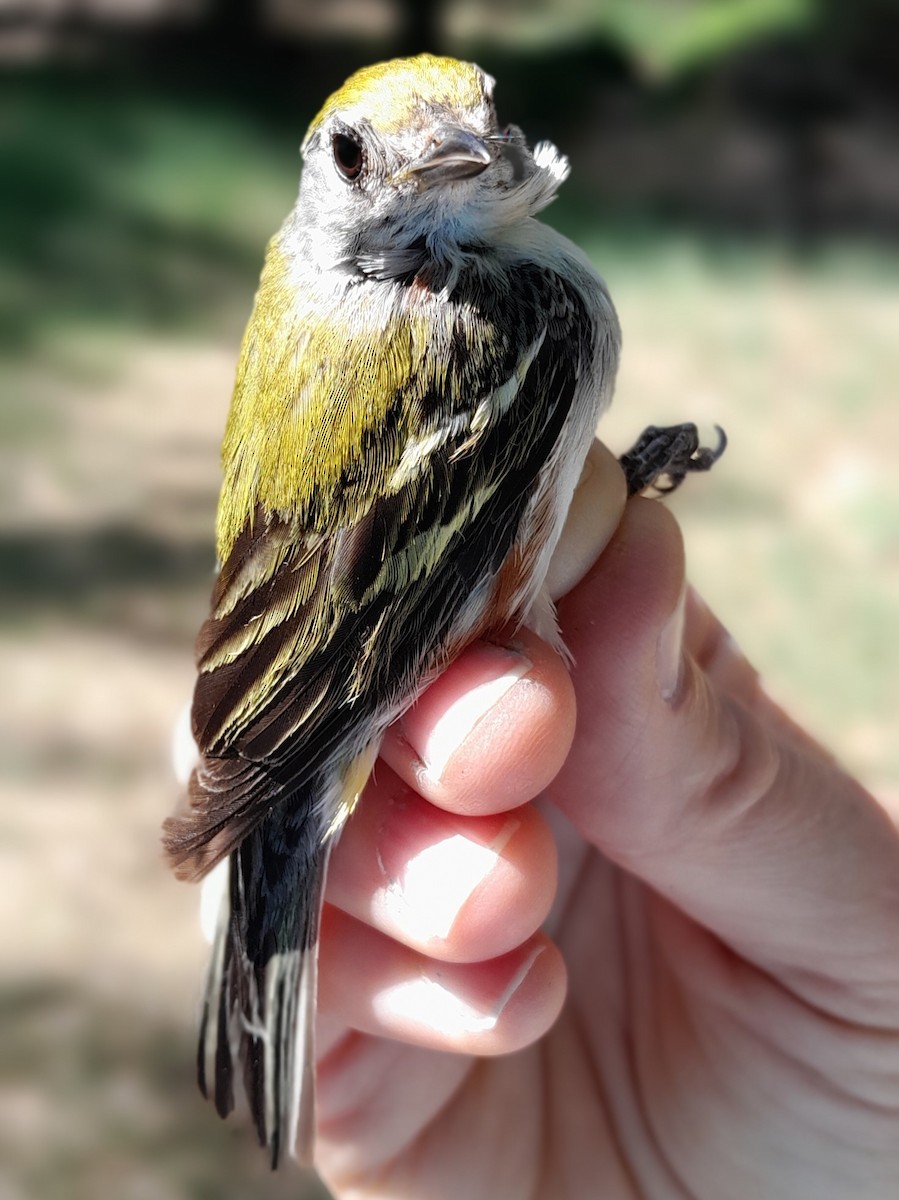 Chestnut-sided Warbler - ML619736593