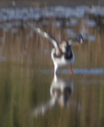 Ruddy Turnstone - ML619736601