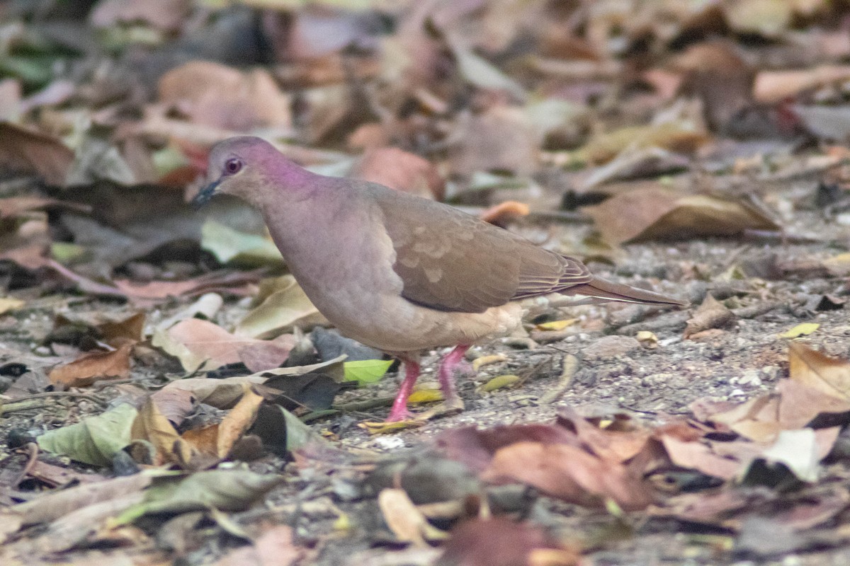 White-tipped Dove - ML619736615