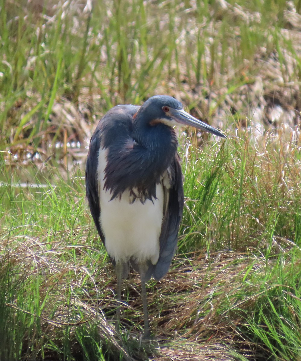 Tricolored Heron - ML619736617