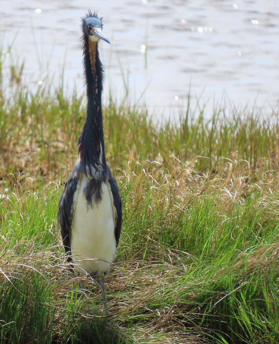 Tricolored Heron - ML619736618