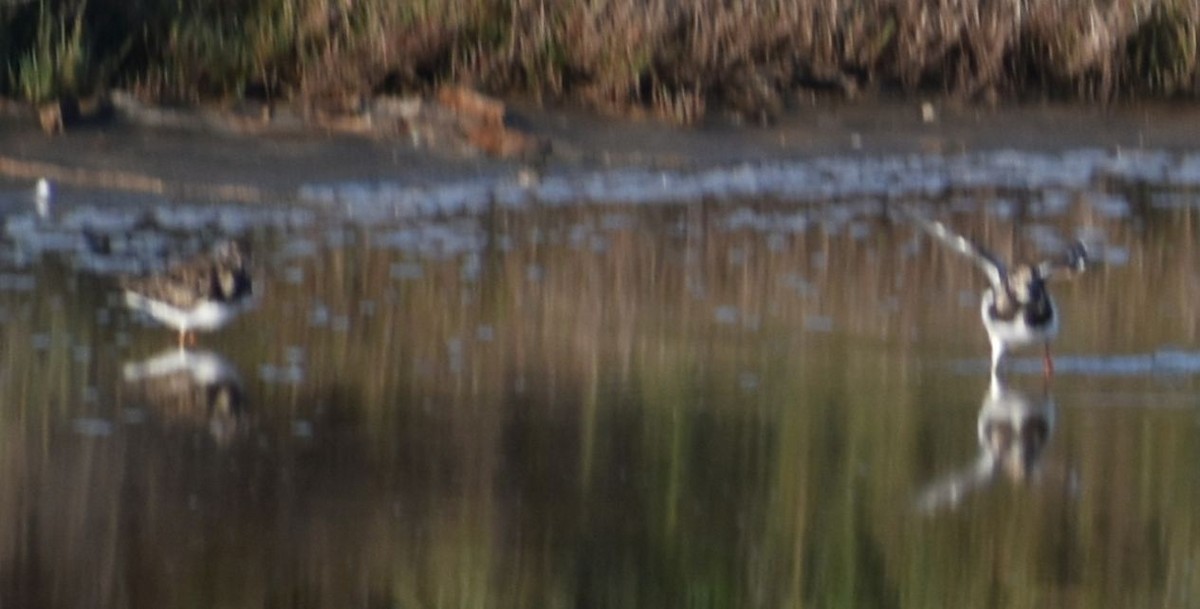 Ruddy Turnstone - ML619736626