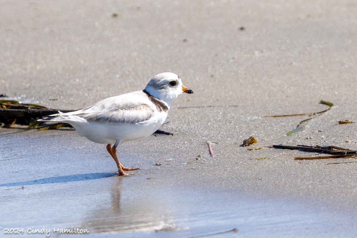 Piping Plover - ML619736656