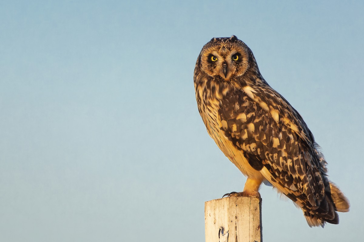 Short-eared Owl - ML619736671