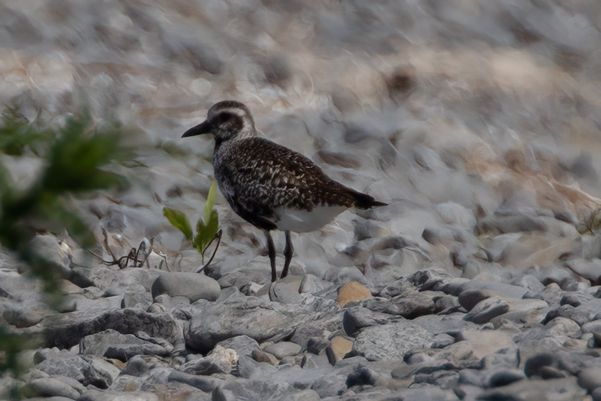 Black-bellied Plover - ML619736674