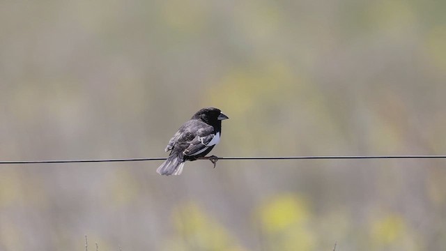 Lark Bunting - ML619736678