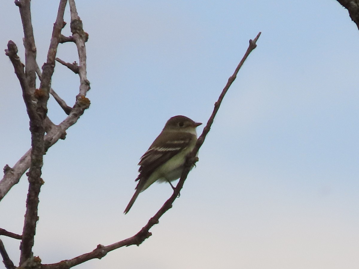 Least Flycatcher - ML619736681