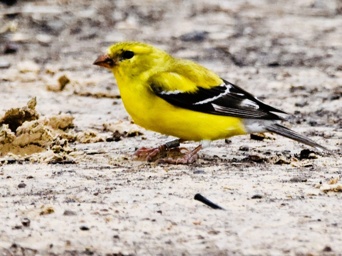 American Goldfinch - ML619736690