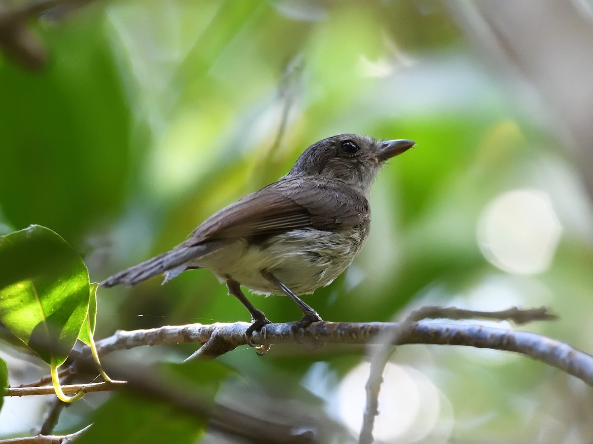 Mangrove Whistler - ML619736698